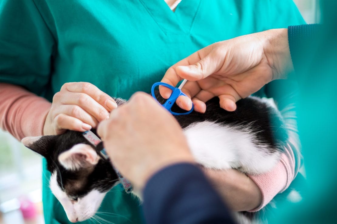 13 tandai hewan peliharaan anda dengan microchip