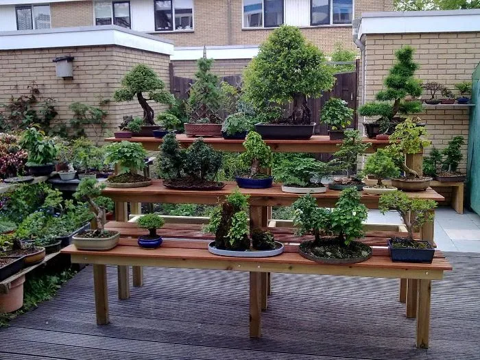 taman bonsai untuk lahan sempit