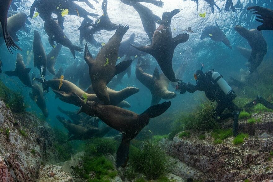 ilustrasi pulau moneron 02 singa laut