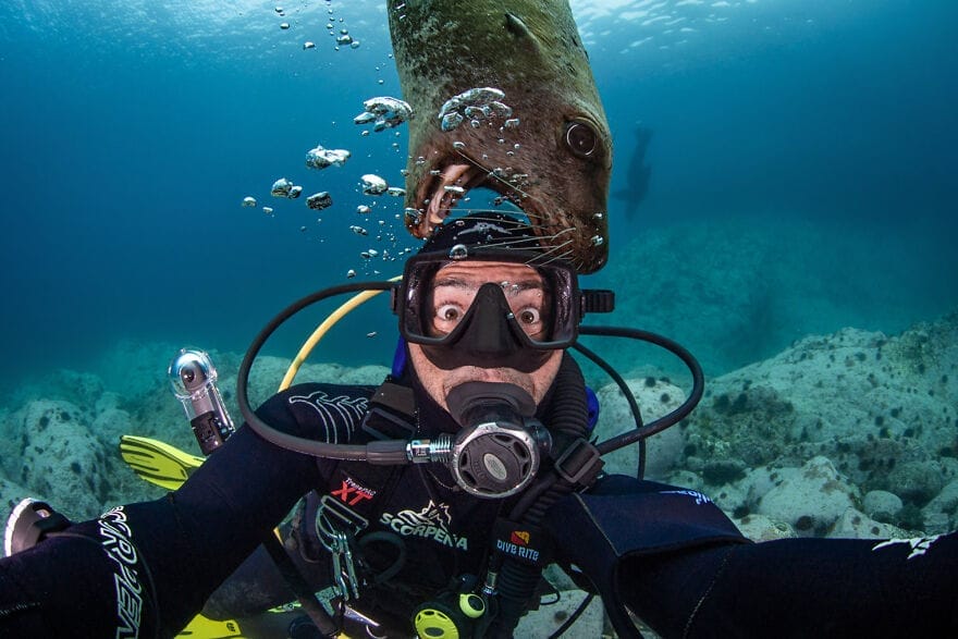 ilustrasi pulau moneron 04 singa laut
