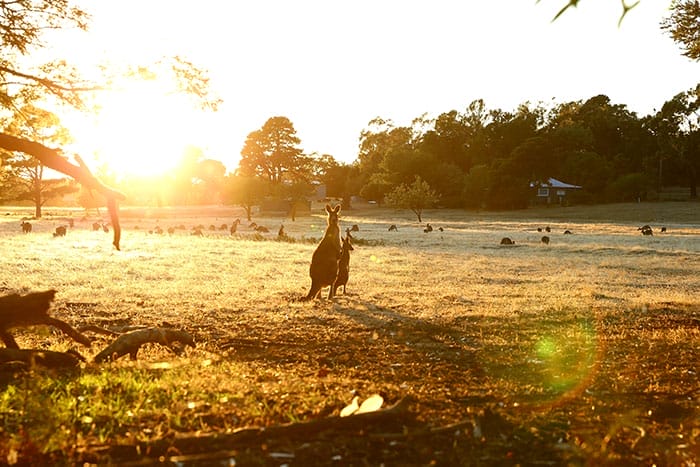 22 mengunjungi tanah australia
