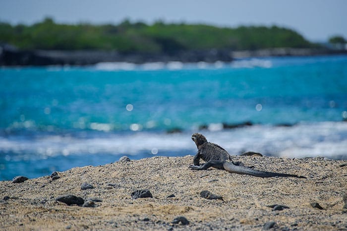 48 mengamati spesies endemik di kepulauan galapagos ekuador