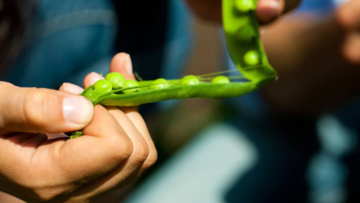 harvesting peas kacang polong compressed