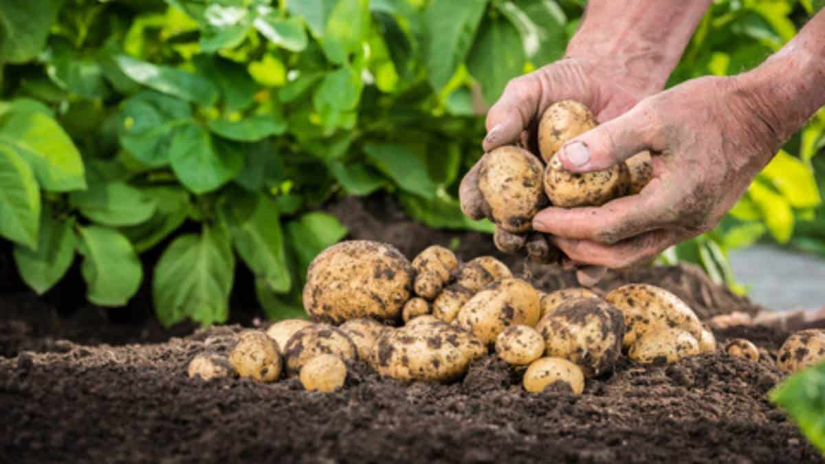 harvesting potatoes kentang compressed