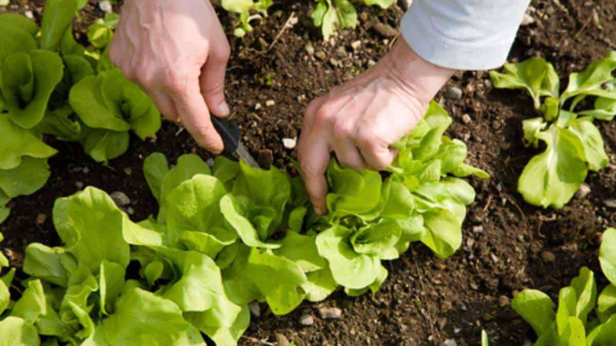 salad greens compressed