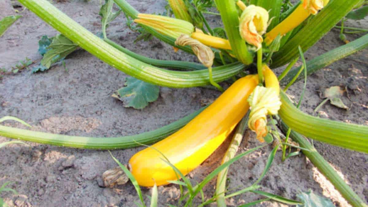 zuccini homegrown compressed