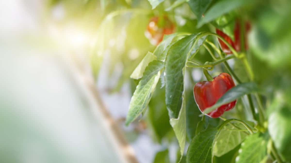 bell peppers compressed
