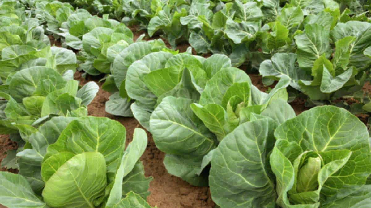 cabbage compressed