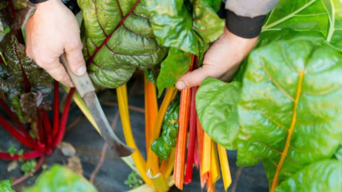 harvesting swiss chard compressed