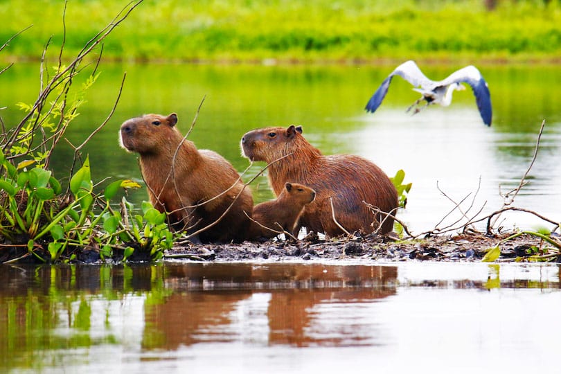 Capybara and heron Wetland, MT, Brazil