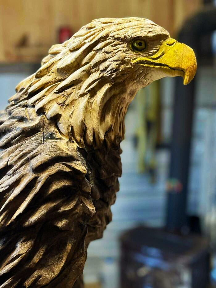 33 Bald Eagle Northern White Cedar