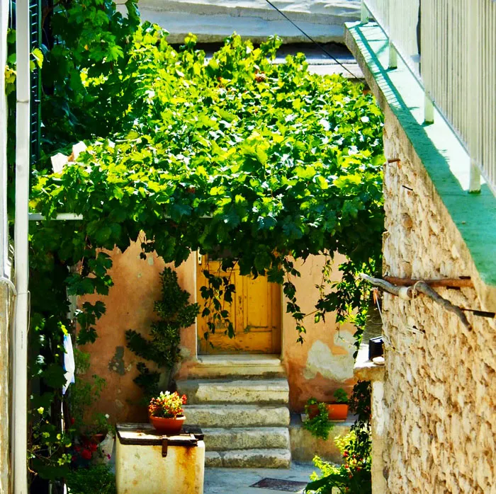 pergola dengan daun yang tergantung dari atasnya