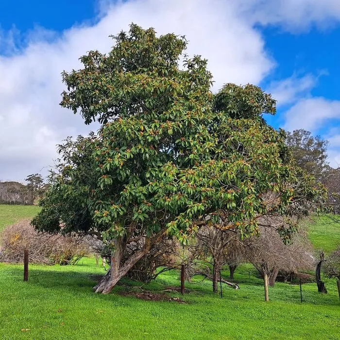 2 Mature Rubber Tree For A Centerpiece