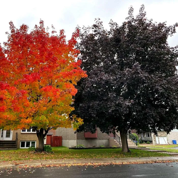 3 Colorful Japanese Maple Tree
