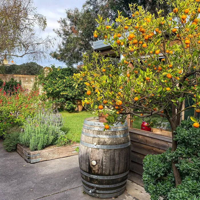 4 Delicious Fruit Tree