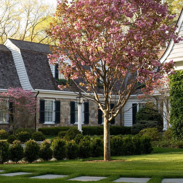 5 Beautiful Flowering Trees