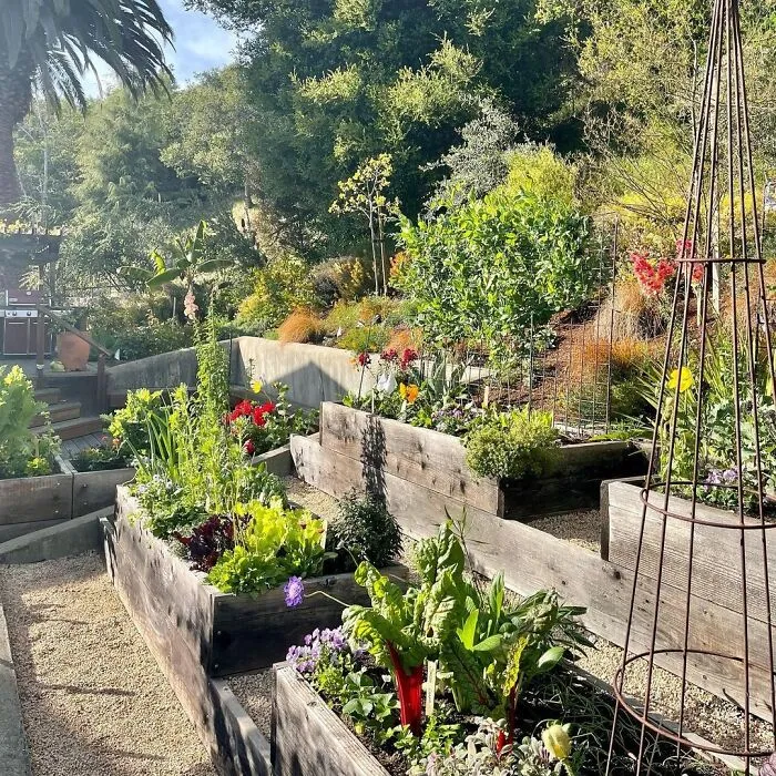 5 Terraced Beds With Veggie Plants