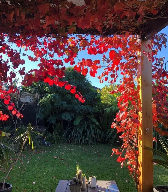 4 Ornamental Vines For Decoration