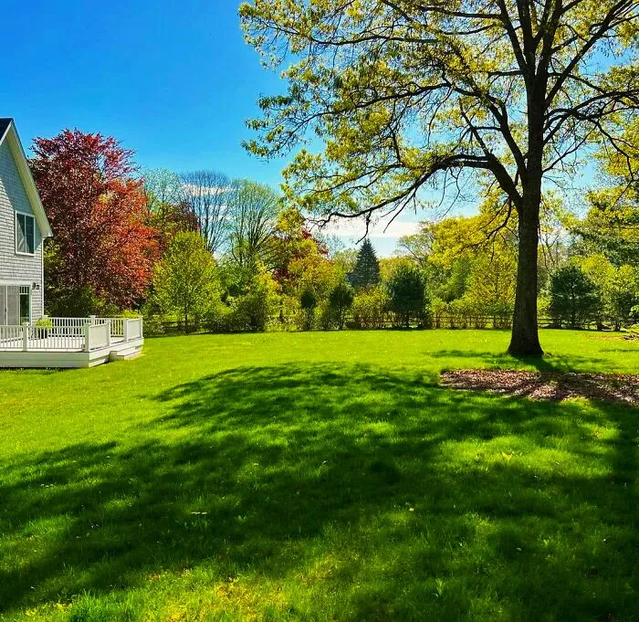 28 Big Trees For A Shaded Backyard
