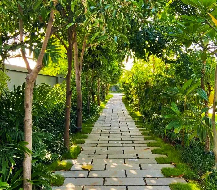 36 Trees To Frame The Walkway
