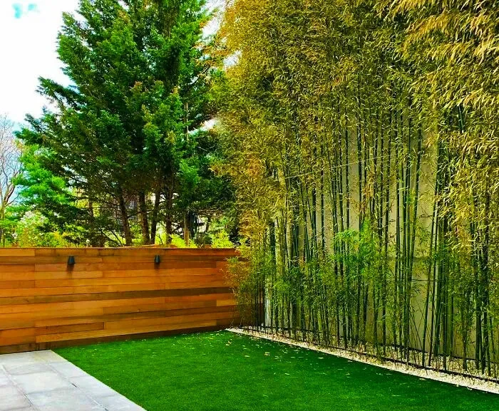 37 Tall Plants For Small Backyard Ideas
