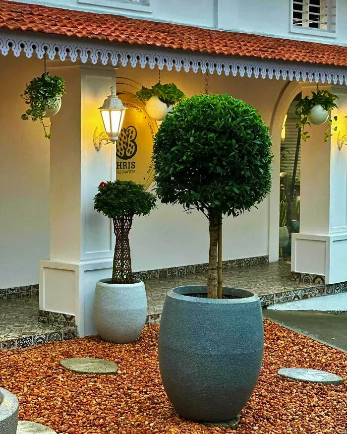 46 Backyard With Big Potted Plants