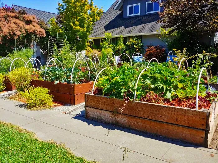49 A Useful Vegetable Garden