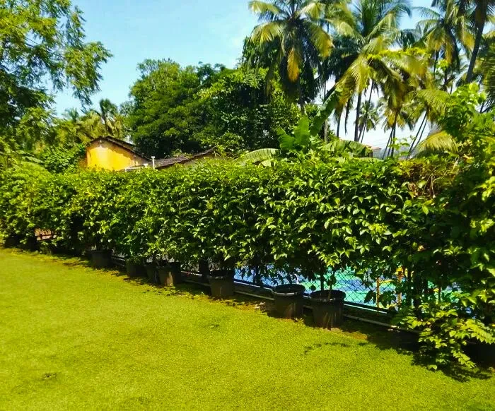 51 Privacy Trees For A Natural Fence