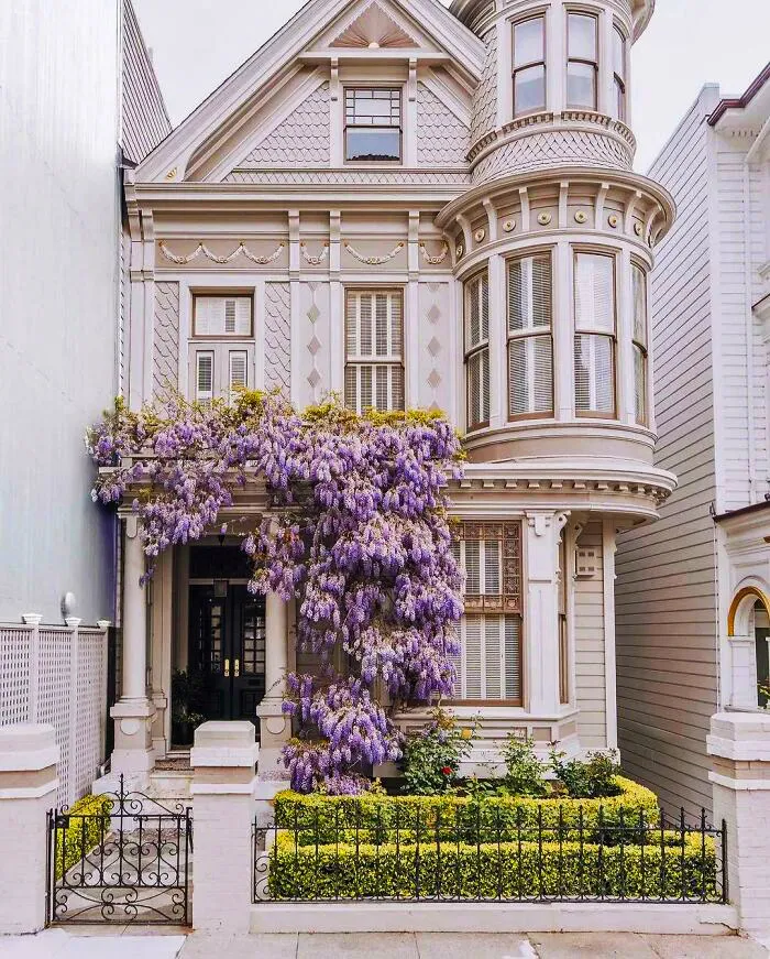 3 Victorian Townhouse Adorned With Wisteria Blossoms In San Francisco By Zorymory