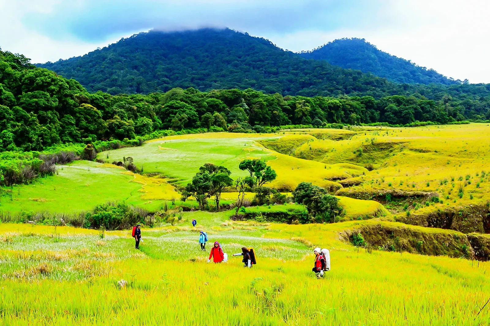 09 savana bromo meadow