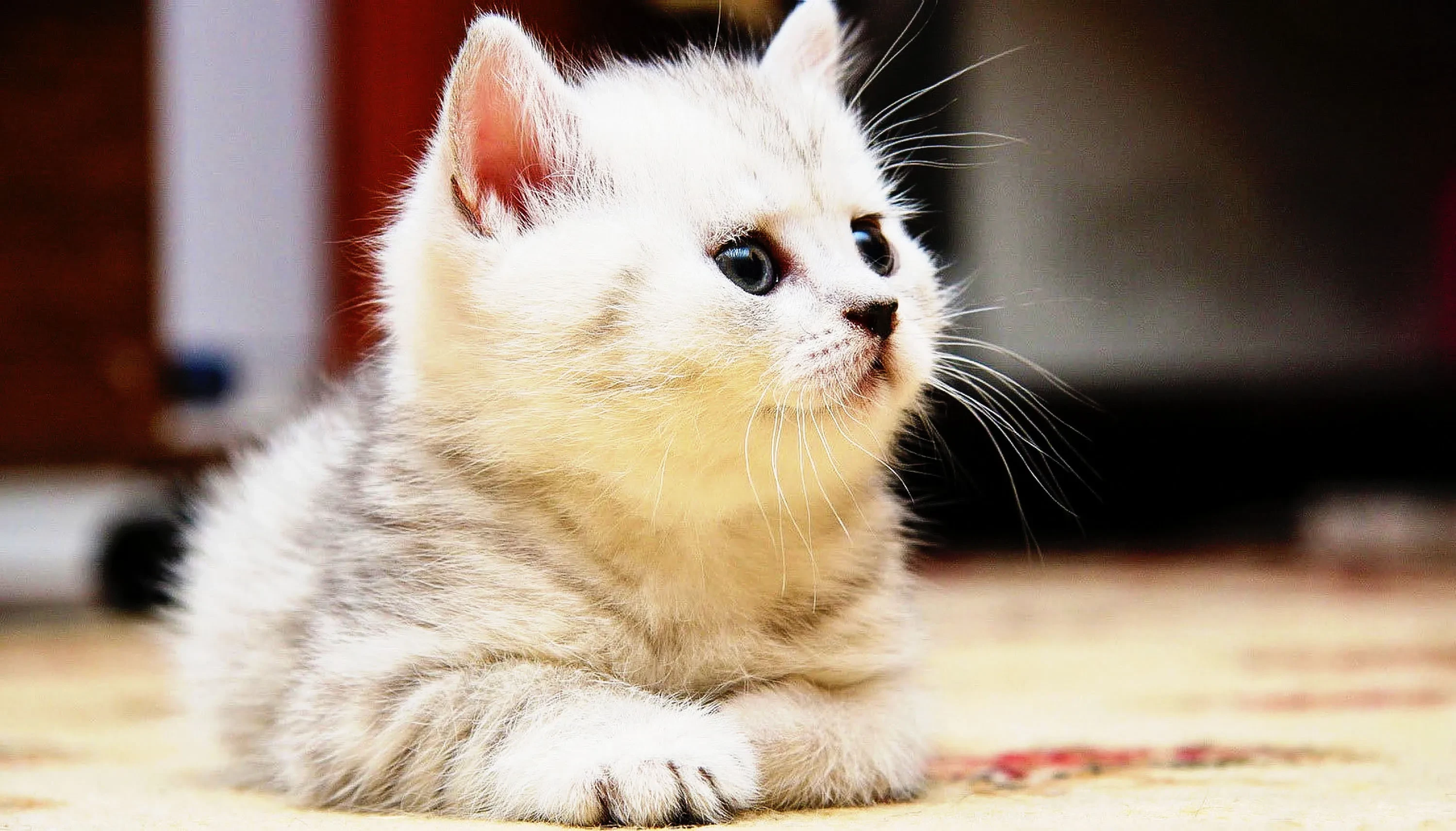 07 fluffy cat