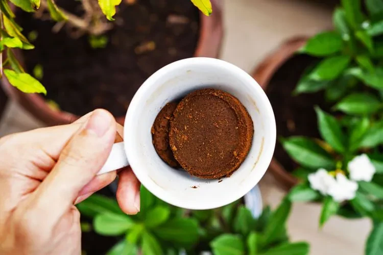 07 pupuk dari ampas kopi