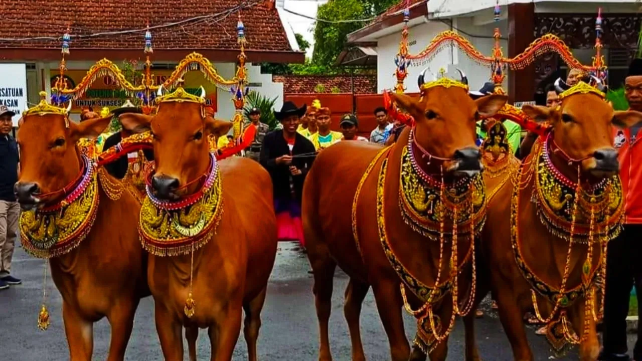08 Manten Sapi Pasuruan
