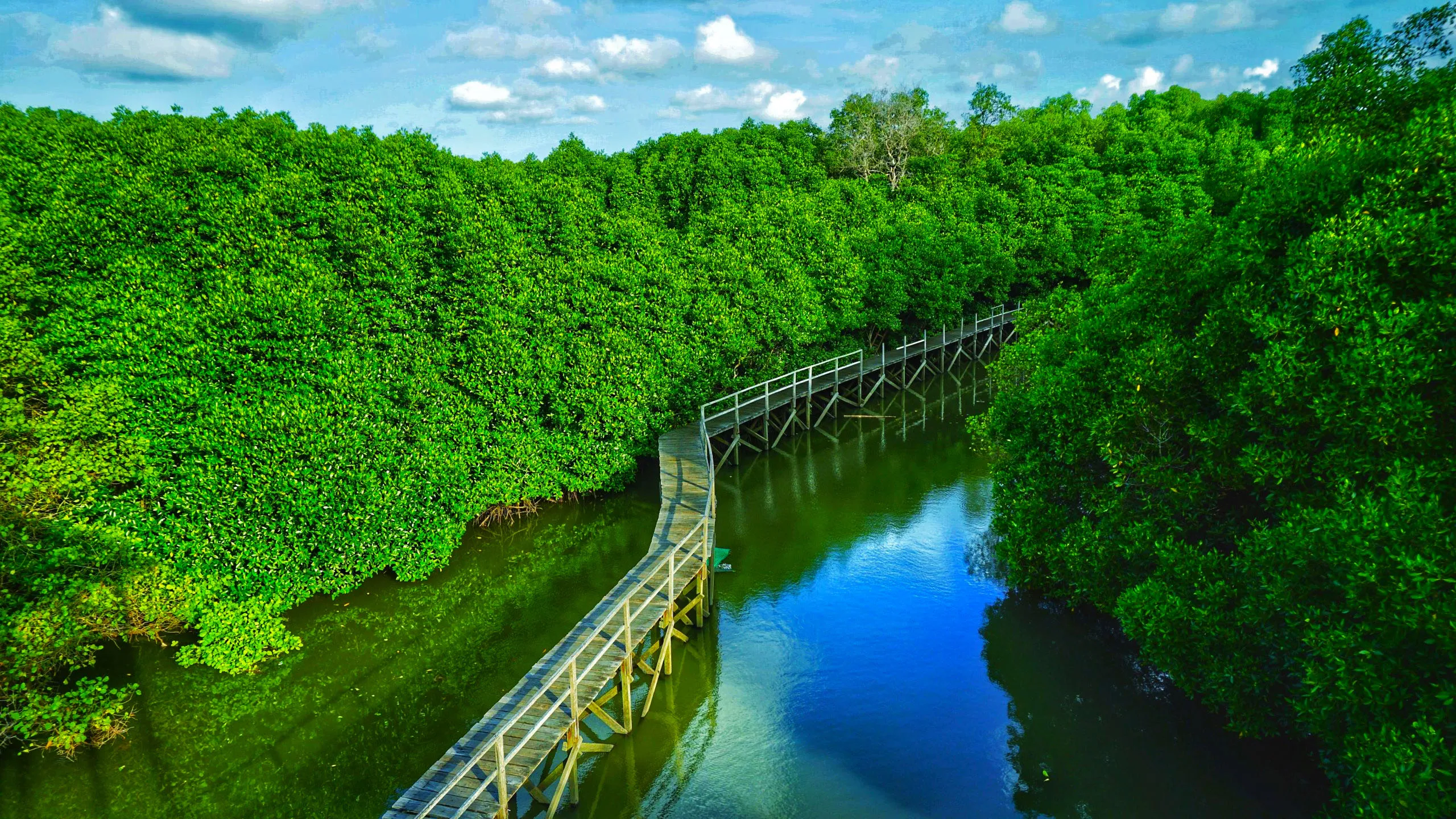 10 Hutan Mangrove Penjaga Garis Pantai yang Terlupakan
