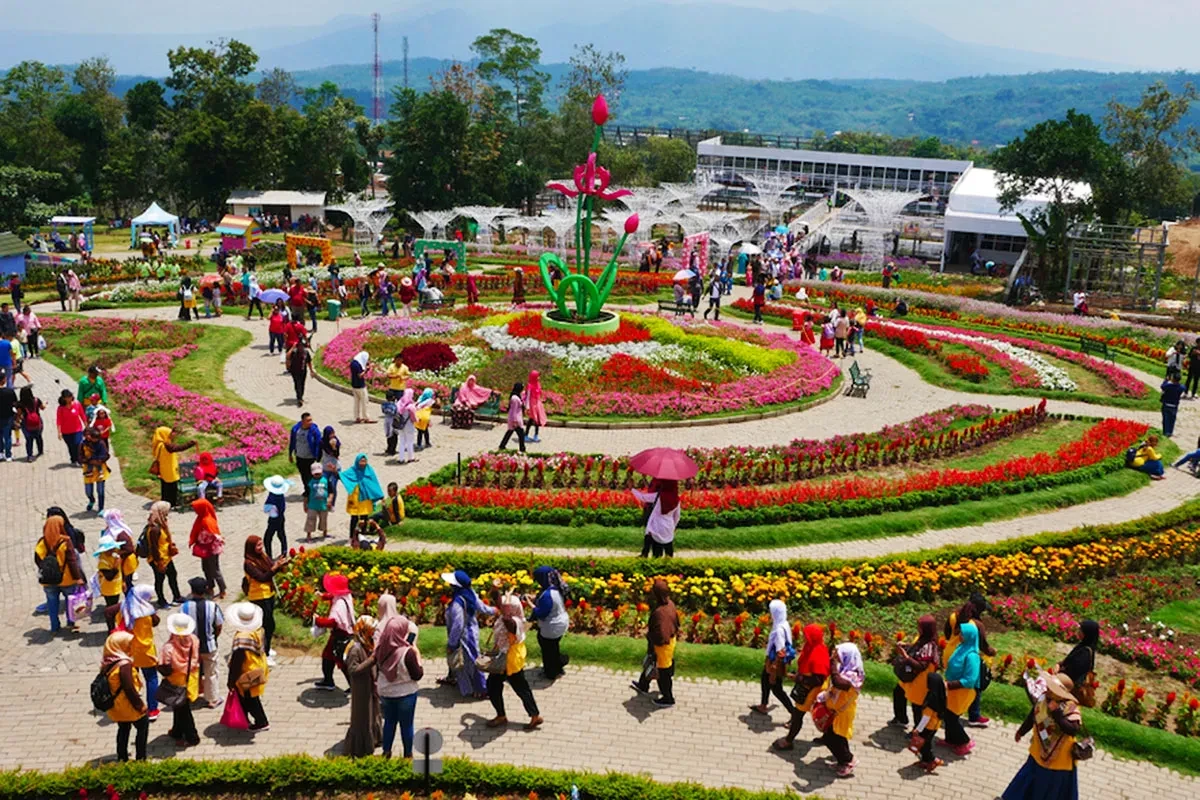 01 taman bunga celosia semarang sumber kompas com b