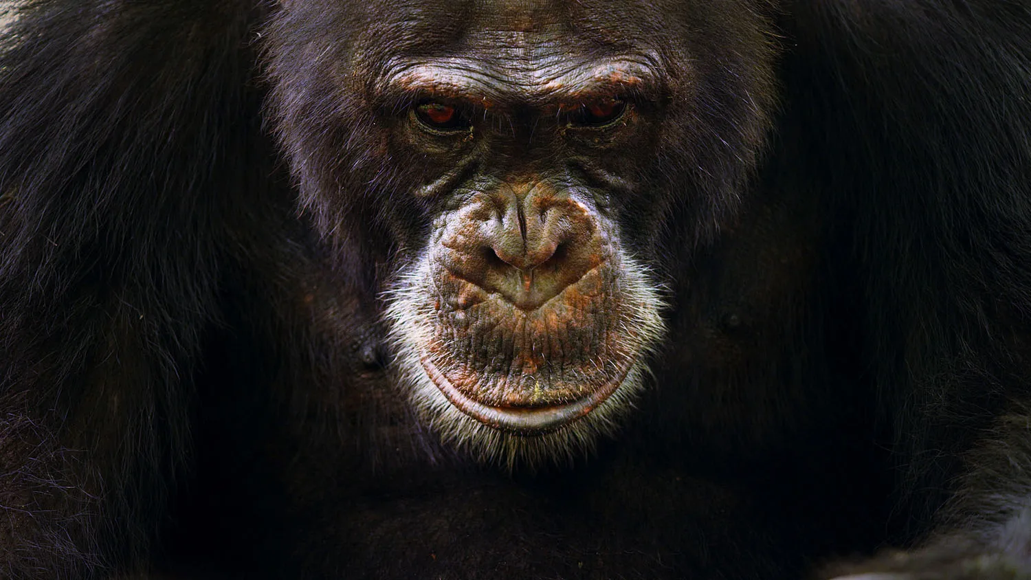 ilustrasi alpha chimp