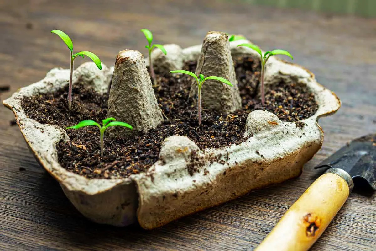 07 Seedlings in Egg Cartons SS 1924522277