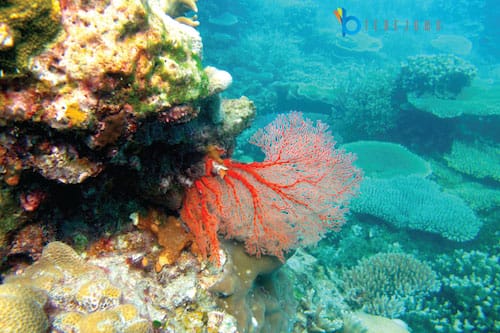 karimunjawa terumbu