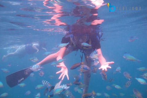 snorkeling pulau pari