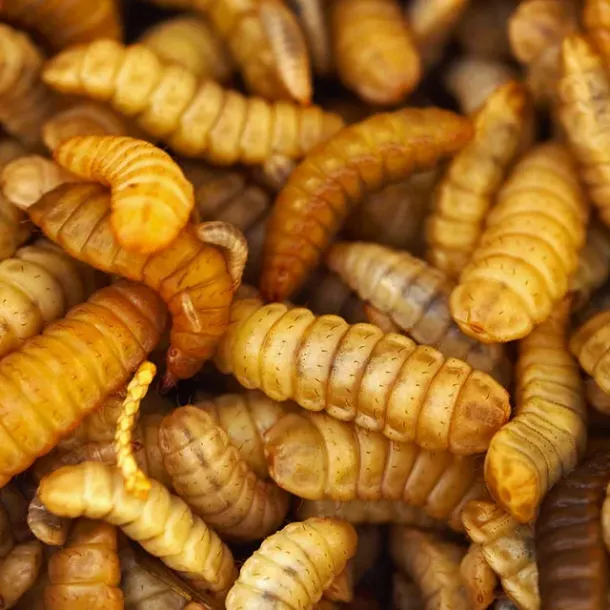 Ilustrasi Larva Black Soldier Fly (BSF)