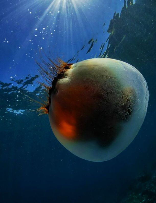 Ilustrasi Keragaman Flora dan Fauna Pulau Moneron. Sumber: boredpanda.com