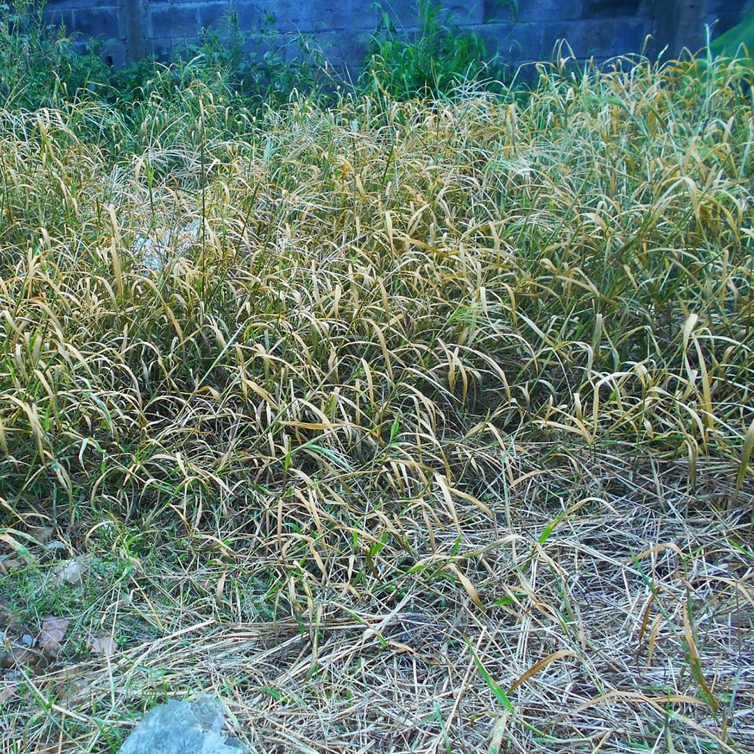 Ilustrasi Rumput Liar Di Halaman Rumah. Sumber: menghilangkansebab.blogspot.com