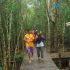 Ilustrasi Hutan Mangrove di Karimun Jawa